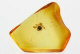 Detailed Fossil Spider (Araneae) In Baltic Amber #352726-1
